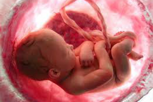 Niedobór białka ciężarnych matek może powodować atrofię mięśniową u męskiego potomstwa Niedobór białka kobiet w ciąży prowadzi do atrofii mięśni u potomstwa
