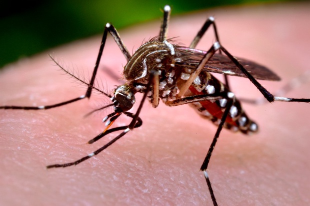 Komary Aedes aegypti przenoszą wirus zika Kraje zagrożone wirusem zika powinny chronić się przed komarami