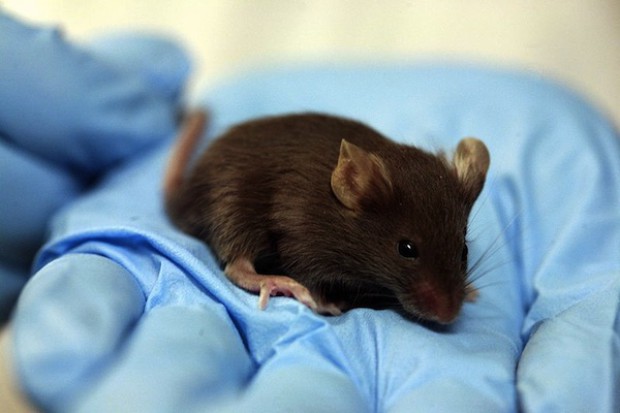 Transgeniczna mysz pomoże walczyć z potencjalną pandemią grypy