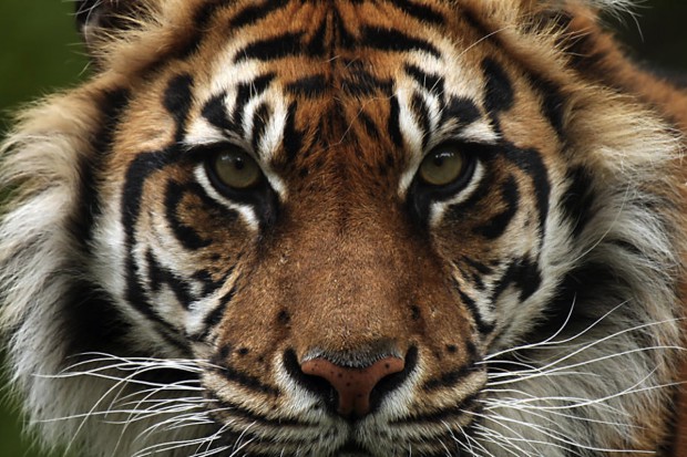 WWF prowokuje: kup krem z tłuszczu tygrysa