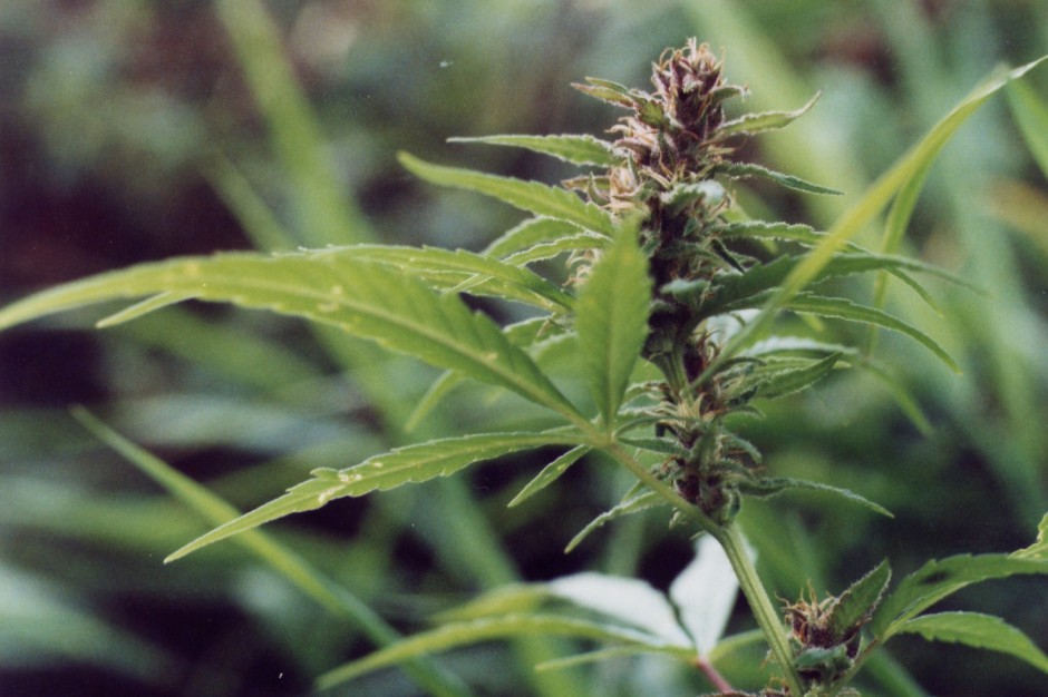 Najpopularniejsze są tzw. narkotyki miękkie, jak haszysz i marihuana (Fot. Archiwum) Polska młodzież coraz częściej używa narkotyków