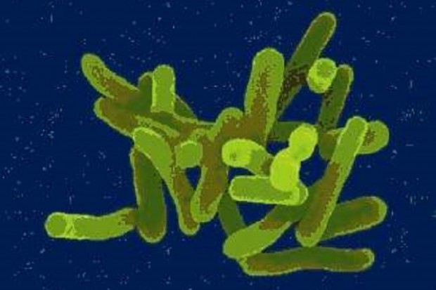 Pałeczki Shigella przyczyną epidemii dyzenterii USA: lekooporna dyzenteria nowym zagrożeniem