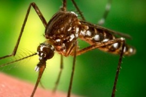 Zmodyfikowane komary mają chronić przed wirusem Zika