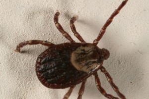 Hiszpania: zgon z powodu wirusa gorączki krymsko-kongijskiej