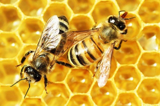 Metoda leczenia mikroklimatem ula, jest dostępna także w Polsce Apiterapia - lecznicze opary pszczół