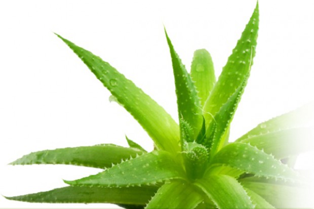 Jak stosować aloes, by nie szkodził