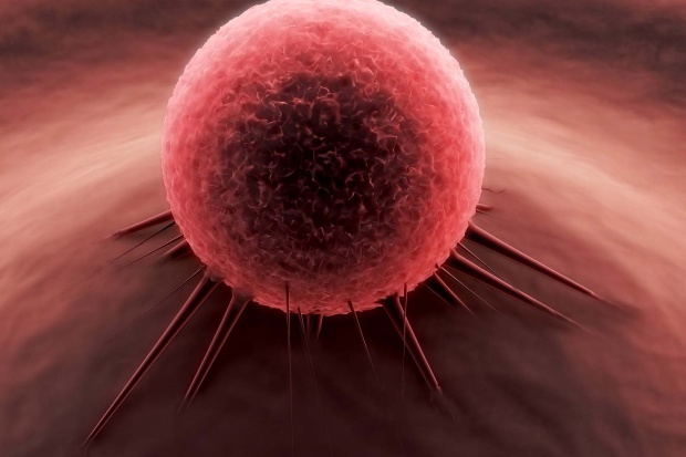 Nanowektory z jadalnych roślin mogą pomóc w walce z rakiem Nanolipidy z imbiru lepiej dostarczają lek do nowotworów jelita