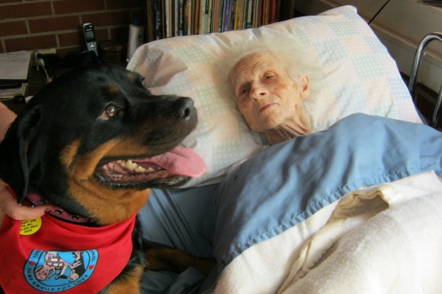 Dogoterapia pomoga nawewt pacjentom w zaawansowanym stadium alzheimera Dogoterapia – najskuteczniejszy lek na Alzheimera?