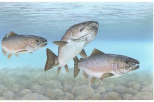 Łososie hodowlane mniej bogate w kwasy omega-3
