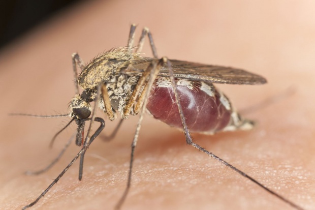Wyhodowane zmodyfikowane komary mają pomóc w walce z malarią Amerykanie wyhodowali komary nieprzenoszące malarii