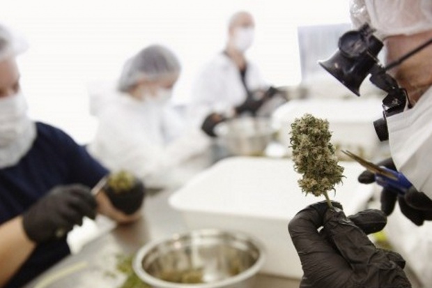 W USA ruszy sprzedaż koszernej marihuany opracowanej przez nowojorską firmę Marihuana po żydowsku. Będzie koszerna