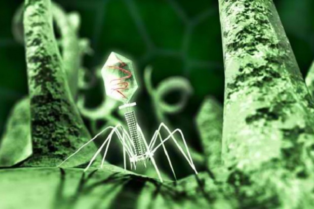 Terapia fagowa zamiast antybiotykoterapii?