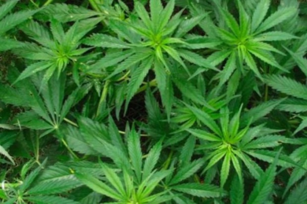 Poseł Kukiz `15 uważa, że marihuana lecznicza nie powinna być dostarczana pacjentom z rynku "rekreacyjnego". Liroy: marihuanę mamy z "rekreacyjnego rynku"