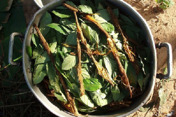 Ayahuasca to mieszanina liści krzewu Psychotria viridis oraz łodyg liany Banisteriopsis caapi Rytualny środek amazońskich Indian pomocny w depresji?
