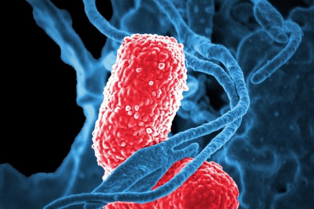 Inwazyjna choroba pneumokokowa to najcięższa postać zakażenia pneumokokami (Fot. Archiwum) Pomorskie: u 117 osób zdiagnozowano chorobę pneumokokową