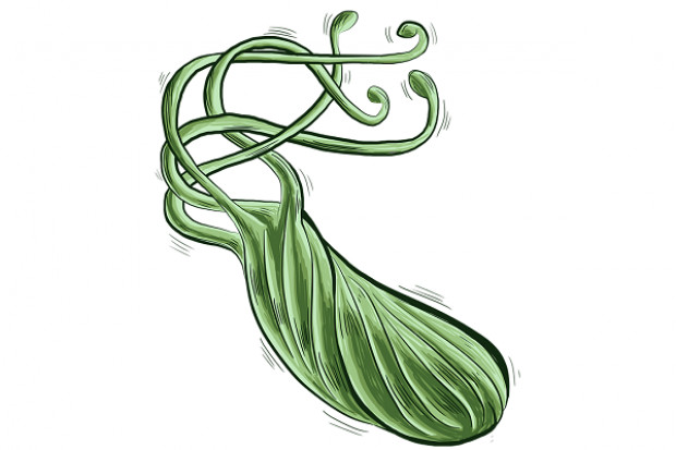Zakażenia bakterią H. pylori są bardzo powszechne na całym świecie (fot. archiwum) Naukowcy szukają odpowiedzi na rosnącą oporność bakterii H. pylori na antybiotyki