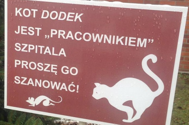 To kot Dodek. Jak widać na załączonym zdjęciu, szpital dba o komfort również tego "pracownika" (fot. To Tylko Teoria) Szczególny pracownik trzebnickiego szpitala