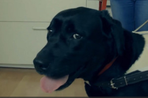 Wyszkolone zwierzęta potrafią wyczuć obniżony poziom cukru we krwi, powiadomić o tym właściciela i przynieść mu lek (fot. printscreen) Te psy mogą pomóc osobom z hipoglikemią i w ataku paniki. Jak?