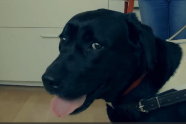 Psi terapeuta odstresowuje personel zajmujący się pacjentami z COVID
