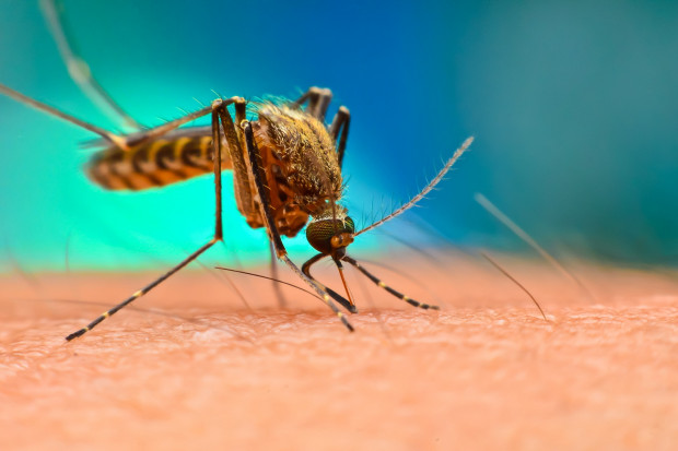Technologia mRNA pomoże w walce z malarią?